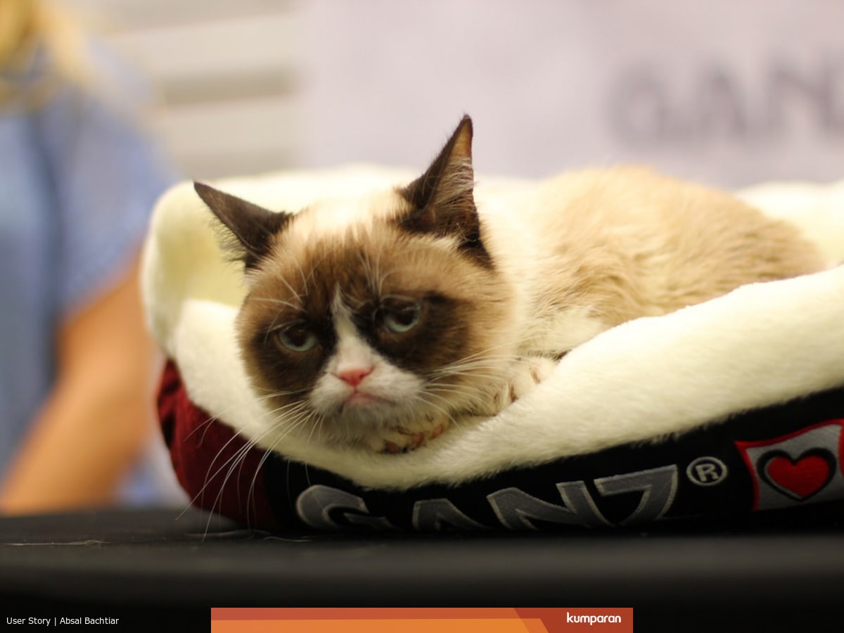 Gambar Kucing Cemberut 81021+ Nama Untuk Kucing Comel